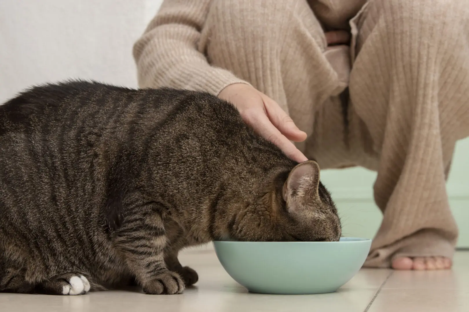 Cat eating from bowl while being caressed